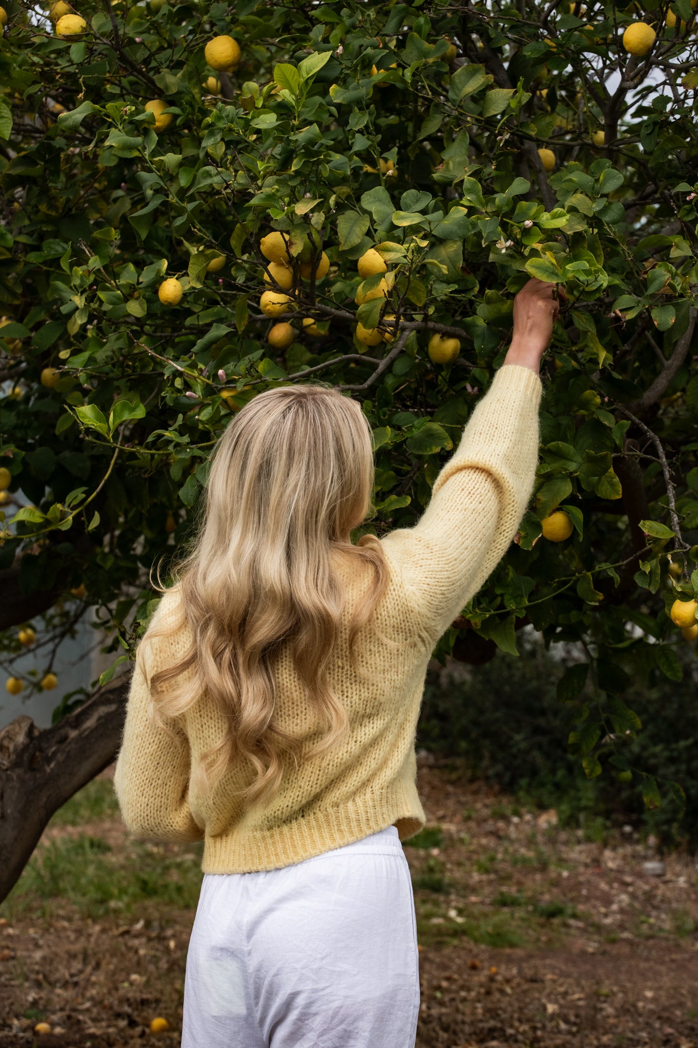 VMWILO Knit Cardigan - Pale Banana
